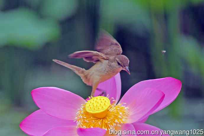 东方大苇莺与荷花（1）