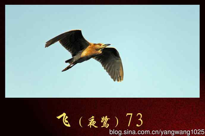 飞（夜鹭）73