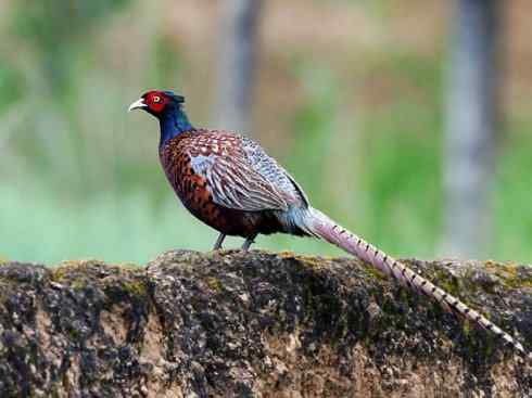 凤凰：传说的鸟原型探秘（雉鸡）