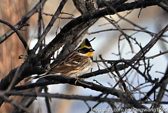 黄喉鹀（wu）