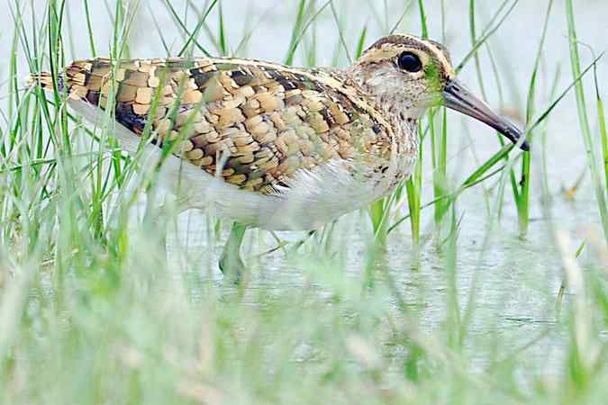 再上衡水湖 wbr续拍明星鸟