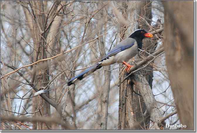 点击图片或使用键盘← →翻页