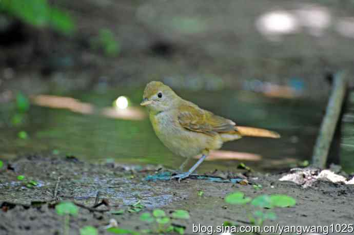 厚嘴苇莺(2) 厚嘴苇莺(2)