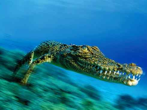 龙：传说的兽原型探秘（鳄类）