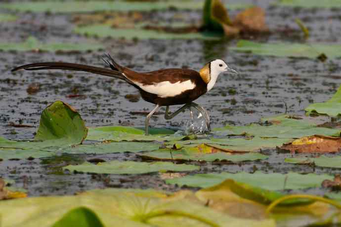 金领仙风.水凤凰 金领仙风.水凤凰