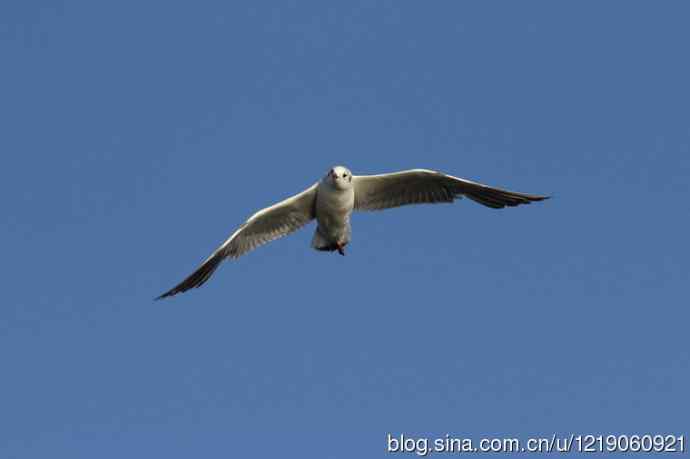 红嘴鸥（第一夏）