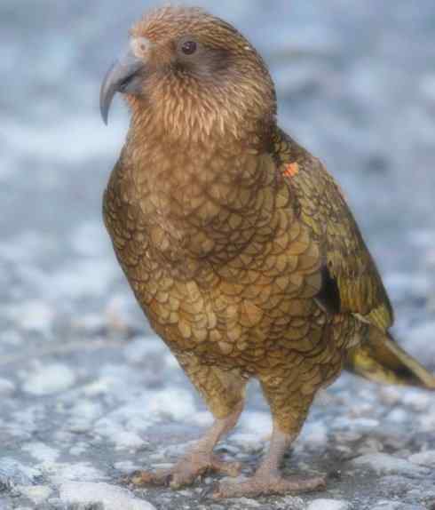 天生猎手:非猛禽类猎手之七 天生猎手:非猛禽类猎手之七