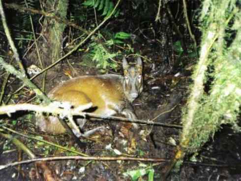 麒麟：传说的兽原型探秘（麂）