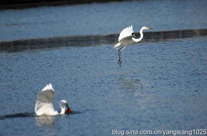 飞(白鹭)2 飞(白鹭)2