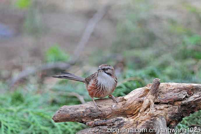 山鹛（记录版）