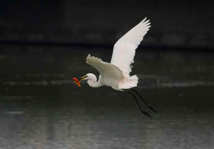 野生白鹭与都市的和谐相处