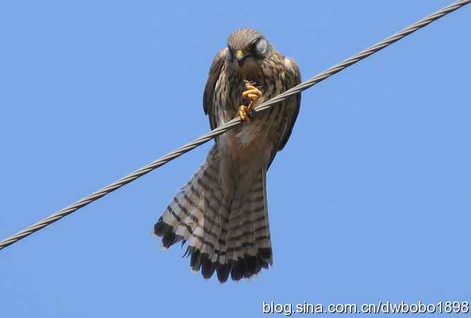 生猛红隼和白尾海雕 生猛红隼和白尾海雕