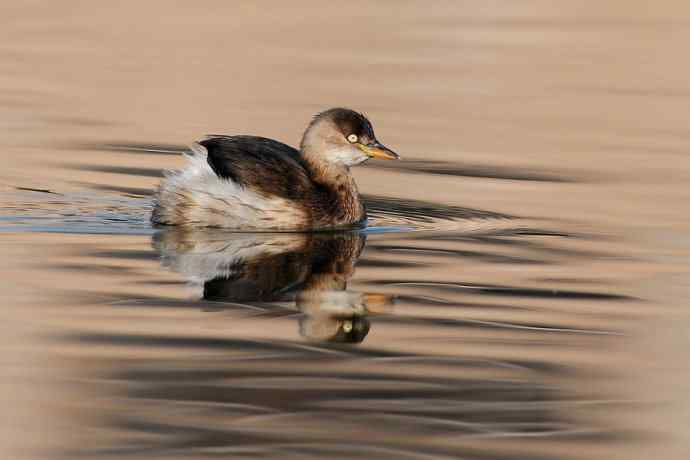 两只小鸊鷉 浅议趴拍