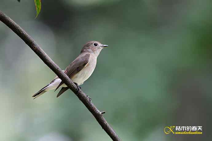 迁徙季的红喉姬鶲、灰卷尾、红尾伯劳