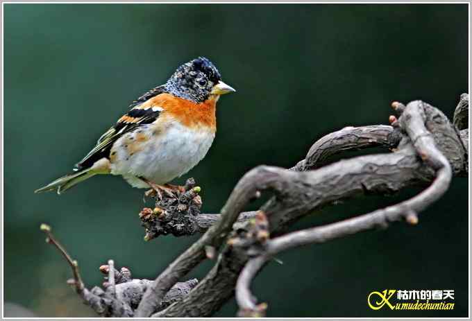 鸟上枝头【照片】 鸟上枝头【照片】