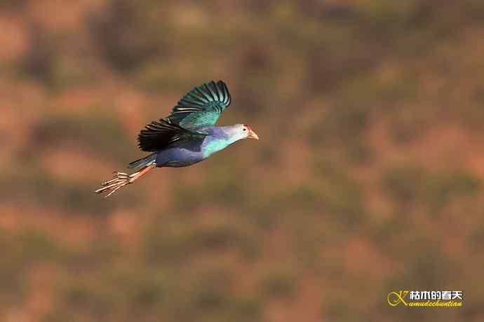 云南拍鸟：紫水鸡
