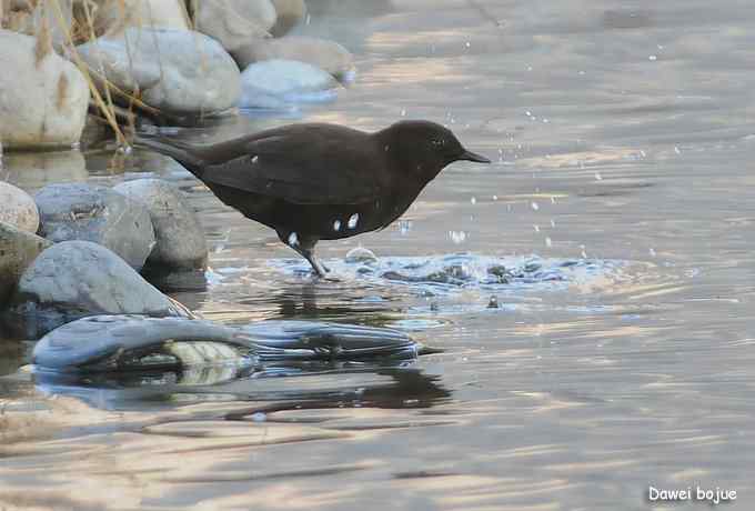 翩然红翅和十渡的那些鸟