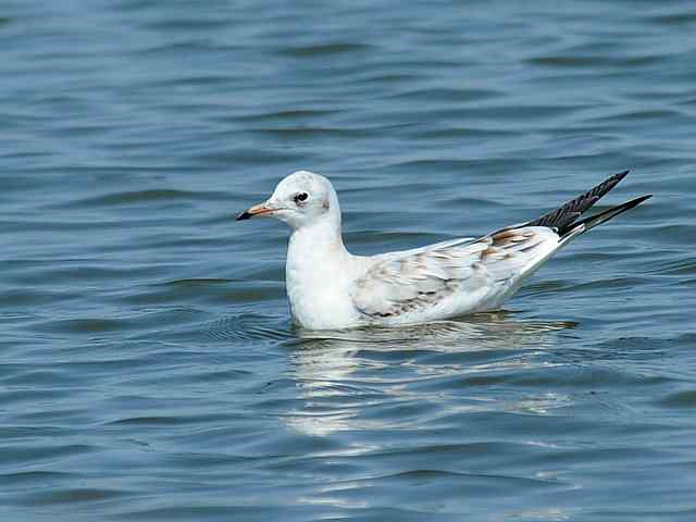 北戴河湿地演绎鸥鹭风情