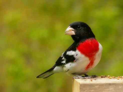 美丽无罪：雀鸟之彩鹀