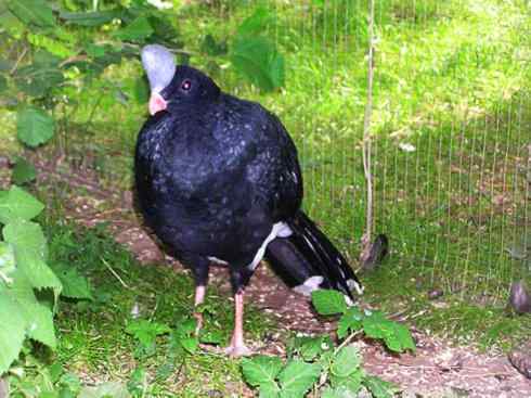 奇特的盔：盔凤冠雉