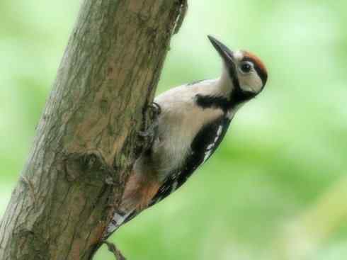 十大喜食蜂蜜动物:黑喉响蜜鴷 十大喜食蜂蜜动物:黑喉响蜜鴷