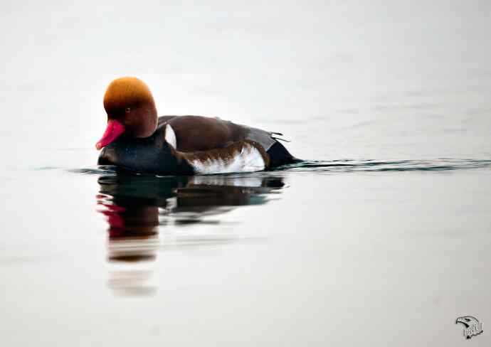 颐和园的赤嘴潜鸭