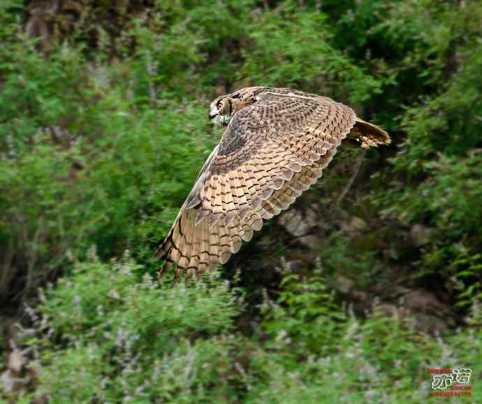 河北抚宁&nbsp;wbr路&nbsp;wbr雕鸮
