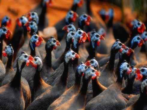 奇特的盔：盔珠鸡