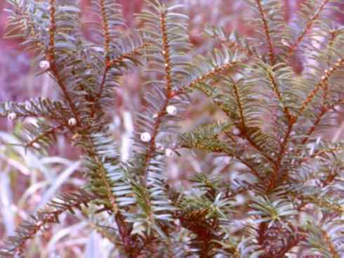 鱼类活化石：月眼鱼