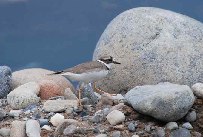 快乐打鸟 wbr wbr呼呼捏丫