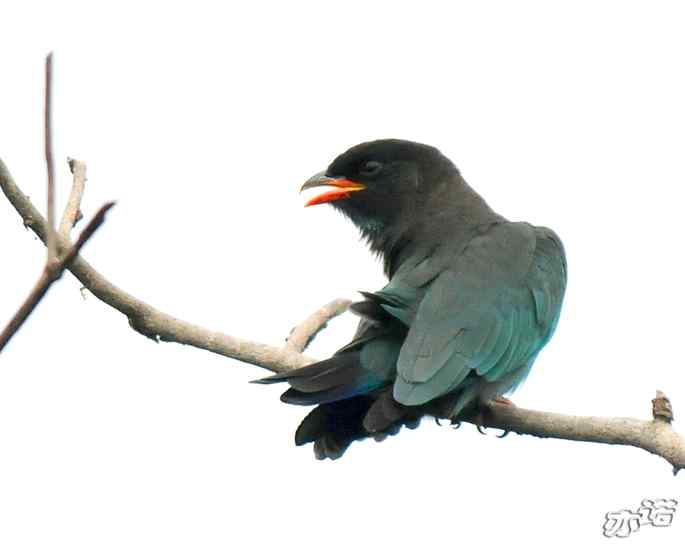 圆明园&nbsp;wbr路&nbsp;wbr三宝鸟（清晰、飞行版）