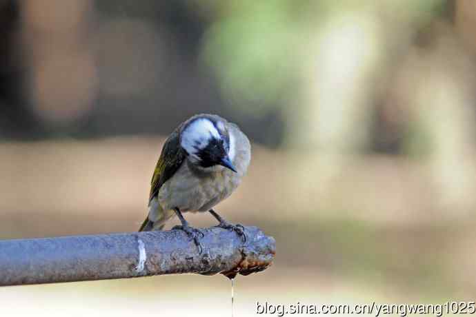 白头鹎（随拍）1