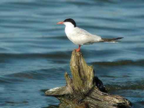 自然奇观：动物大迁徙(燕鸥类)