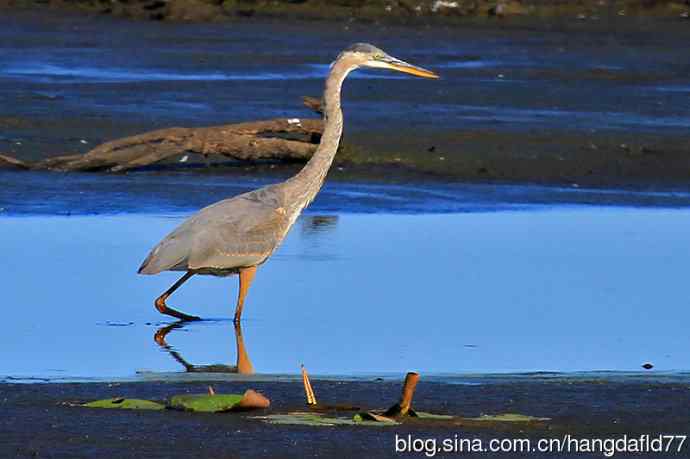 大蓝鹭（7）