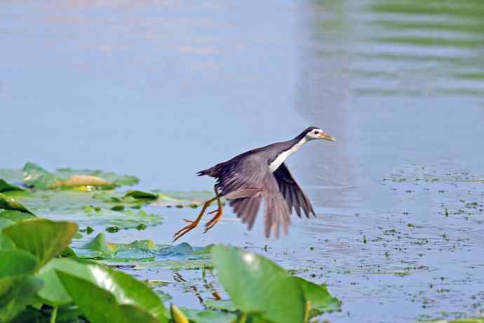 白胸苦恶鸟（2）