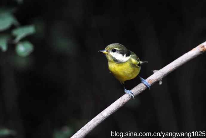 黄腹山雀（14）