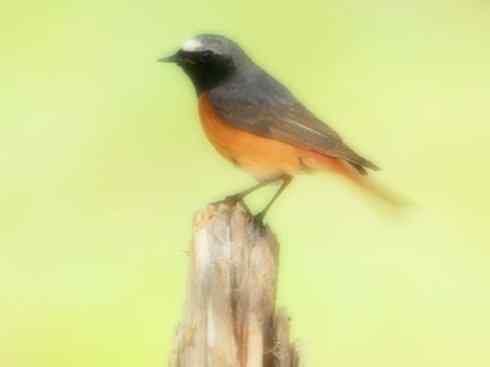 家禽驯化之源之二十七