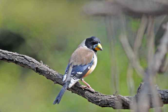 雄性黑尾蜡嘴雀（3）