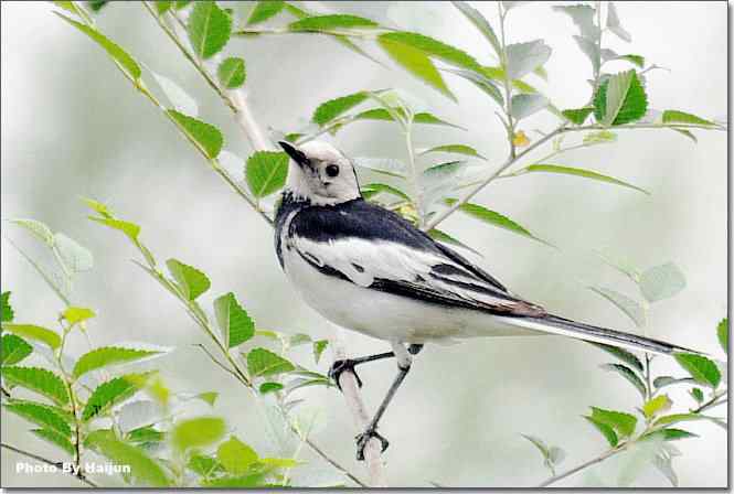  点击图片或使用键盘← →翻页