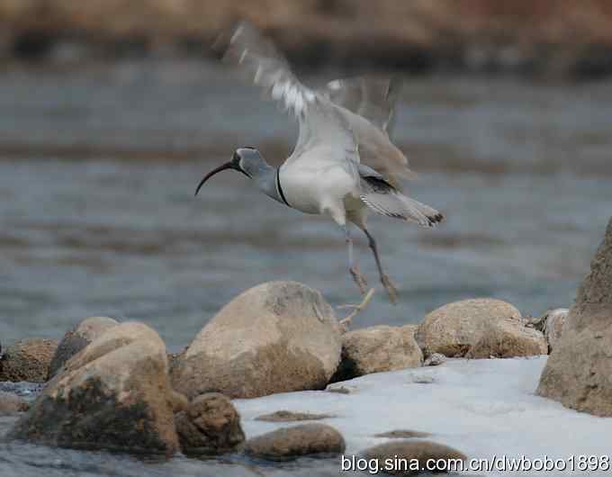 鸟友再聚白河湾 鸟友再聚白河湾