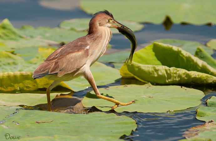 初到将府拍小鳽 初到将府拍小鳽