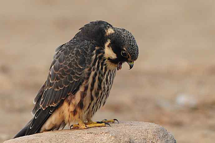 诠释燕隼“吐食丸”的全过程