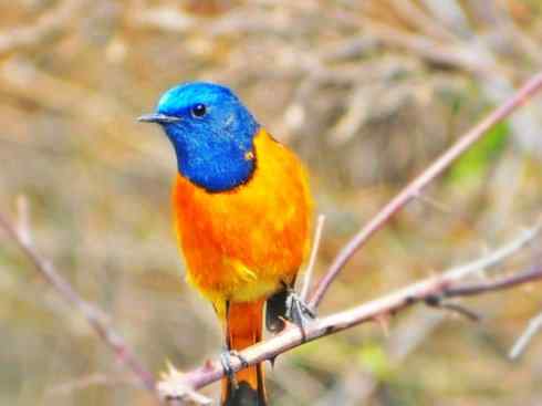 美丽无罪：雀鸟之红尾鸲