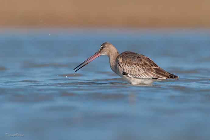 小鸟 wbr伊人 wbr珍珠婚