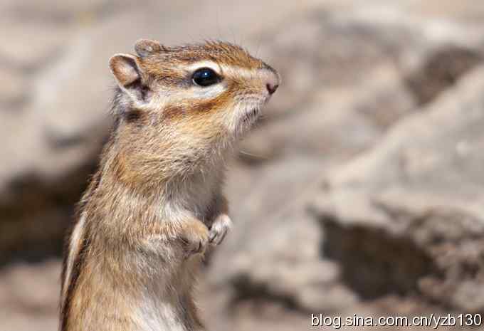 擦枪第二天(组图)