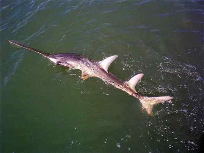 鱼类活化石:锯鳐 鱼类活化石:锯鳐