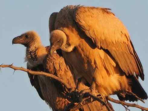 鸟类之最：高山兀鹫