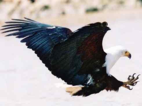 白头鸟系列：另类的美丽（吼海雕）