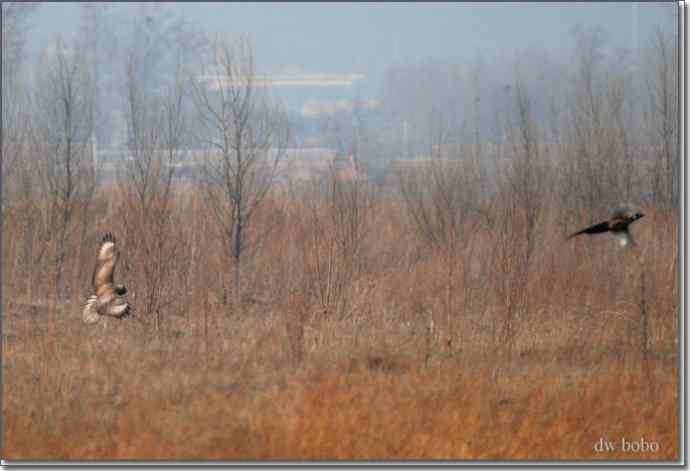 野鸭湖猛禽-红隼、短耳鸮、毛脚鵟 野鸭湖猛禽-红隼、短耳鸮、毛脚鵟
