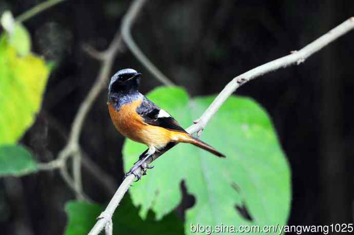 雄性北红尾鸲（17）